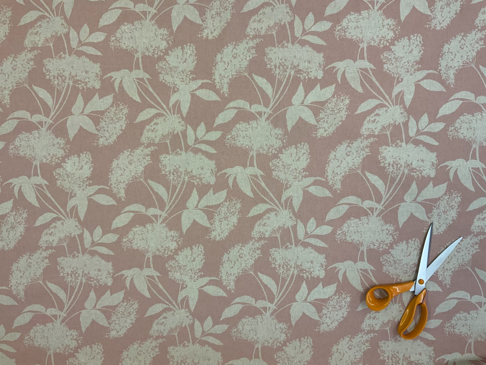 S186 Elderflower Rose