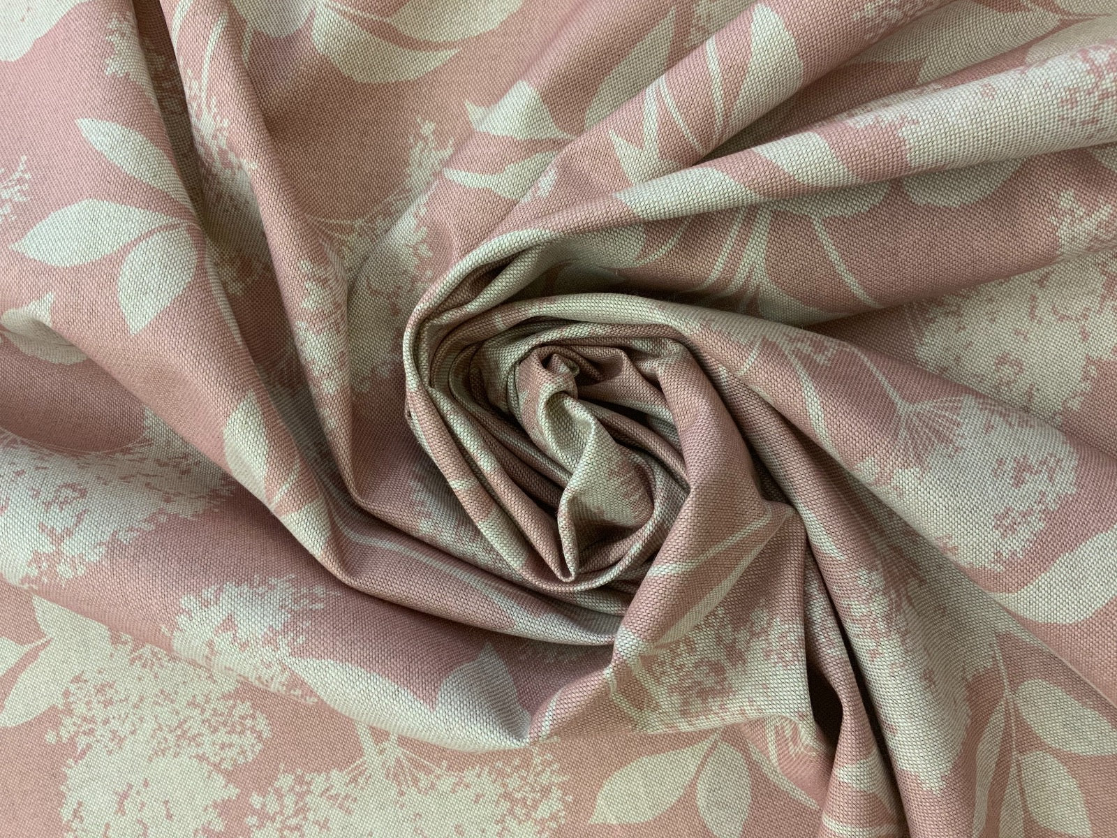 S186 Elderflower Rose