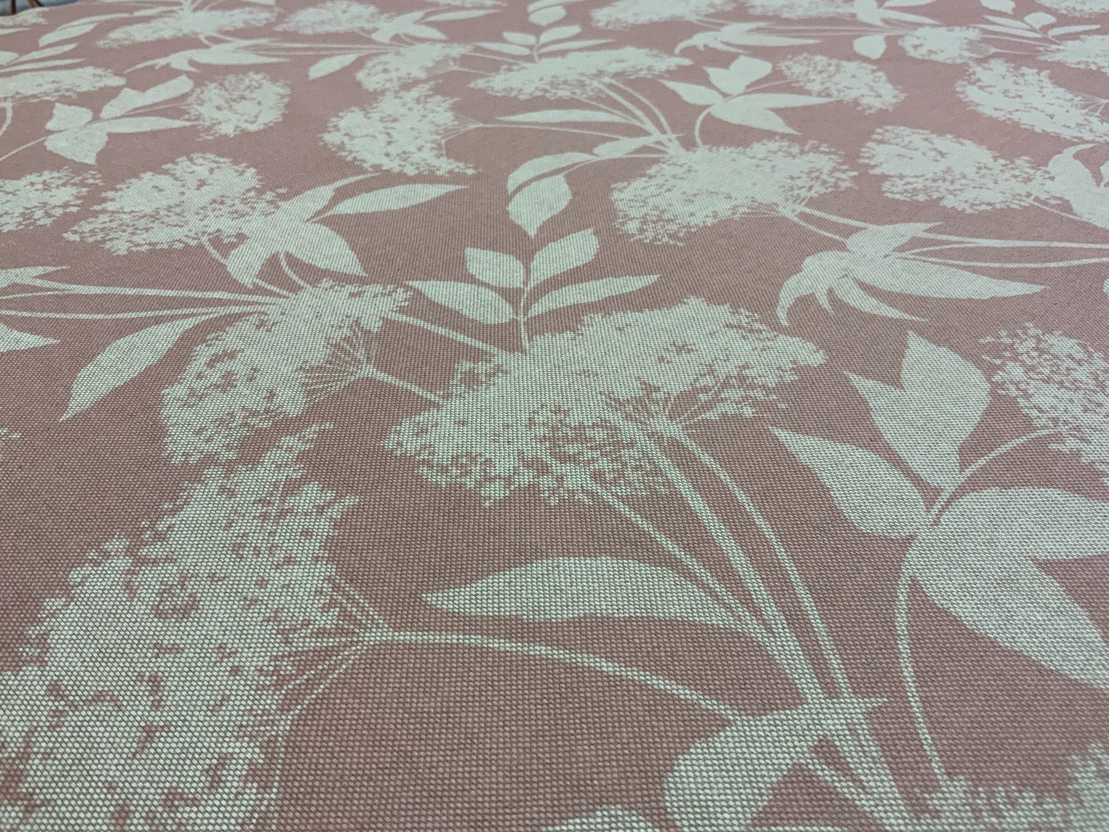 S186 Elderflower Rose