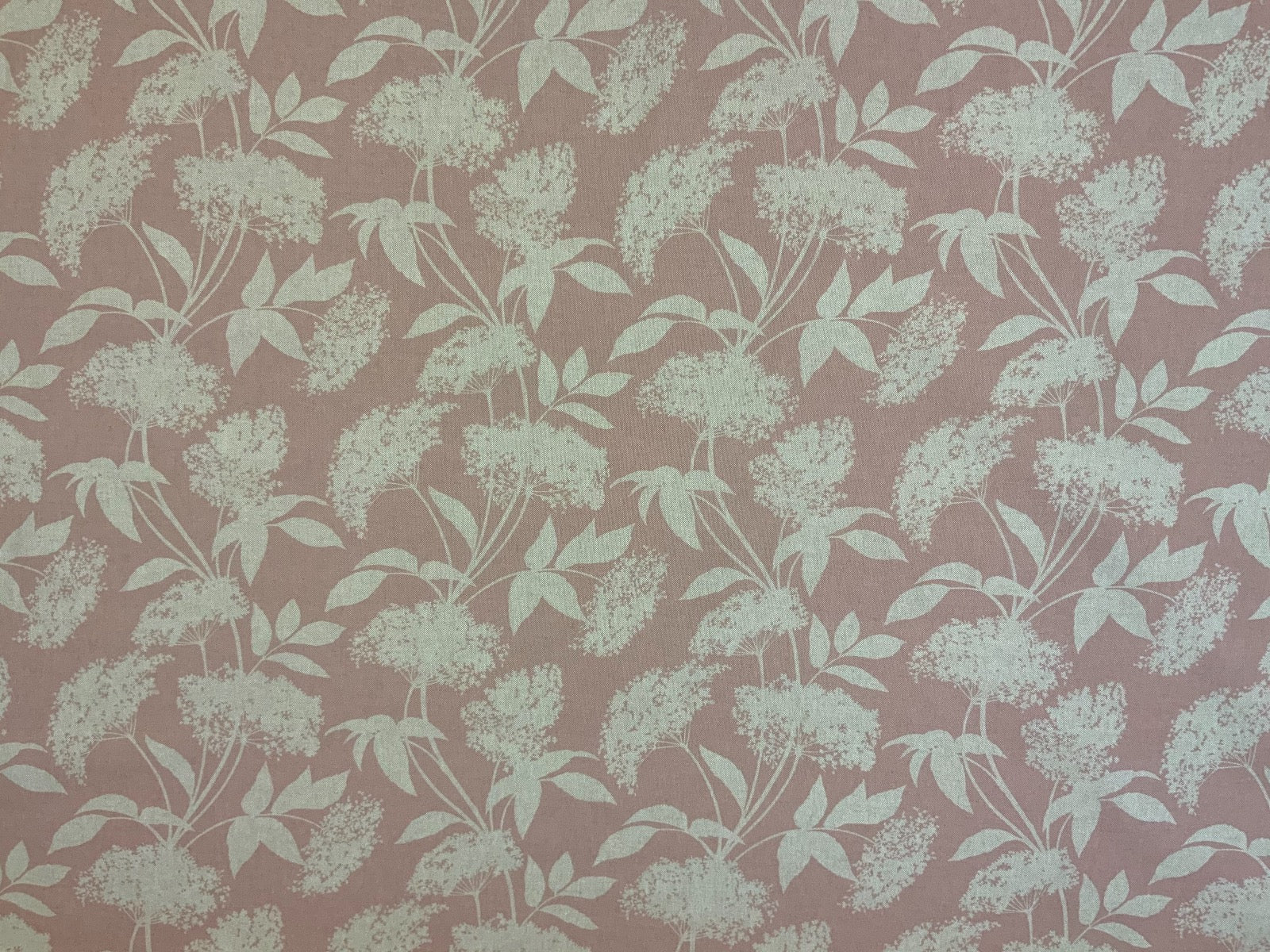 S186 Elderflower Rose