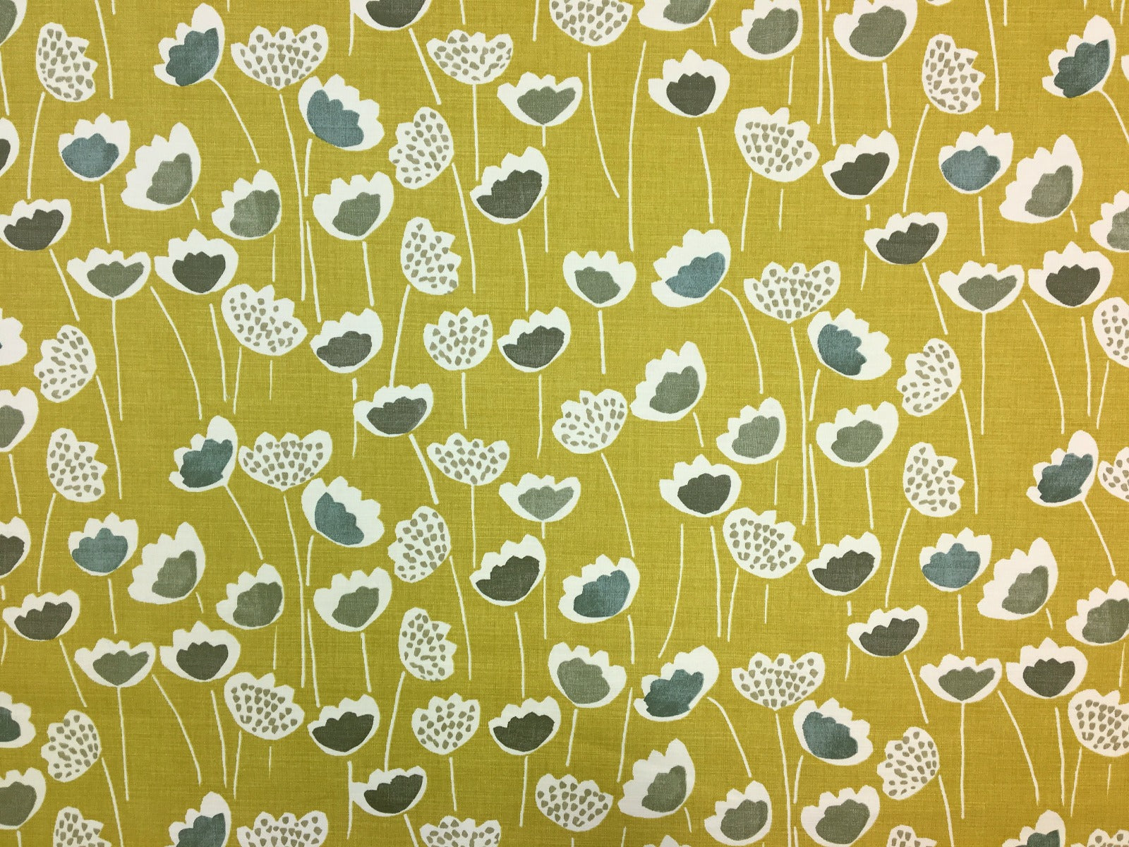 Prestigious Clara Saffron