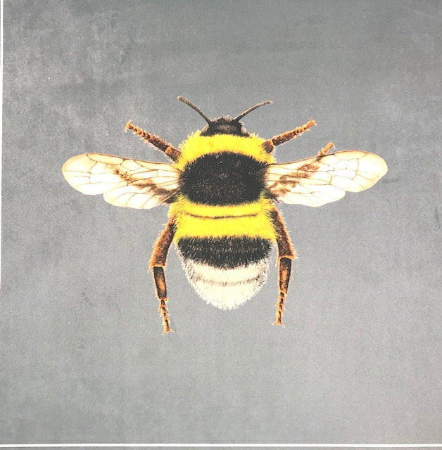 New Velvet Bumblebee Cushion Panel Grey| Textile Express Buy Online