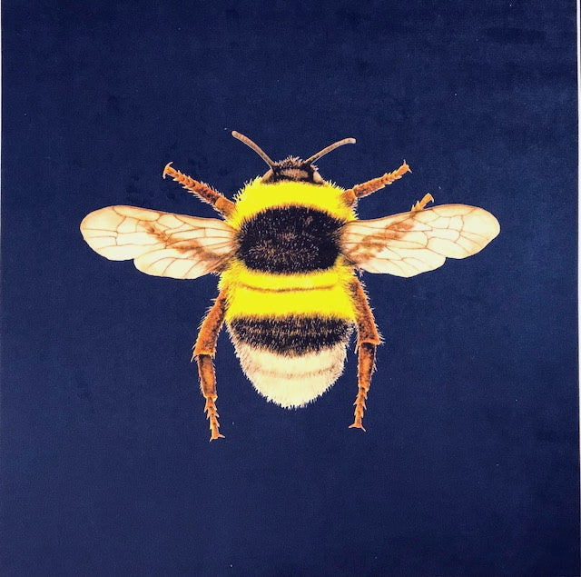 Shimmer Velvet Bumblebee Cushion Panel Navy