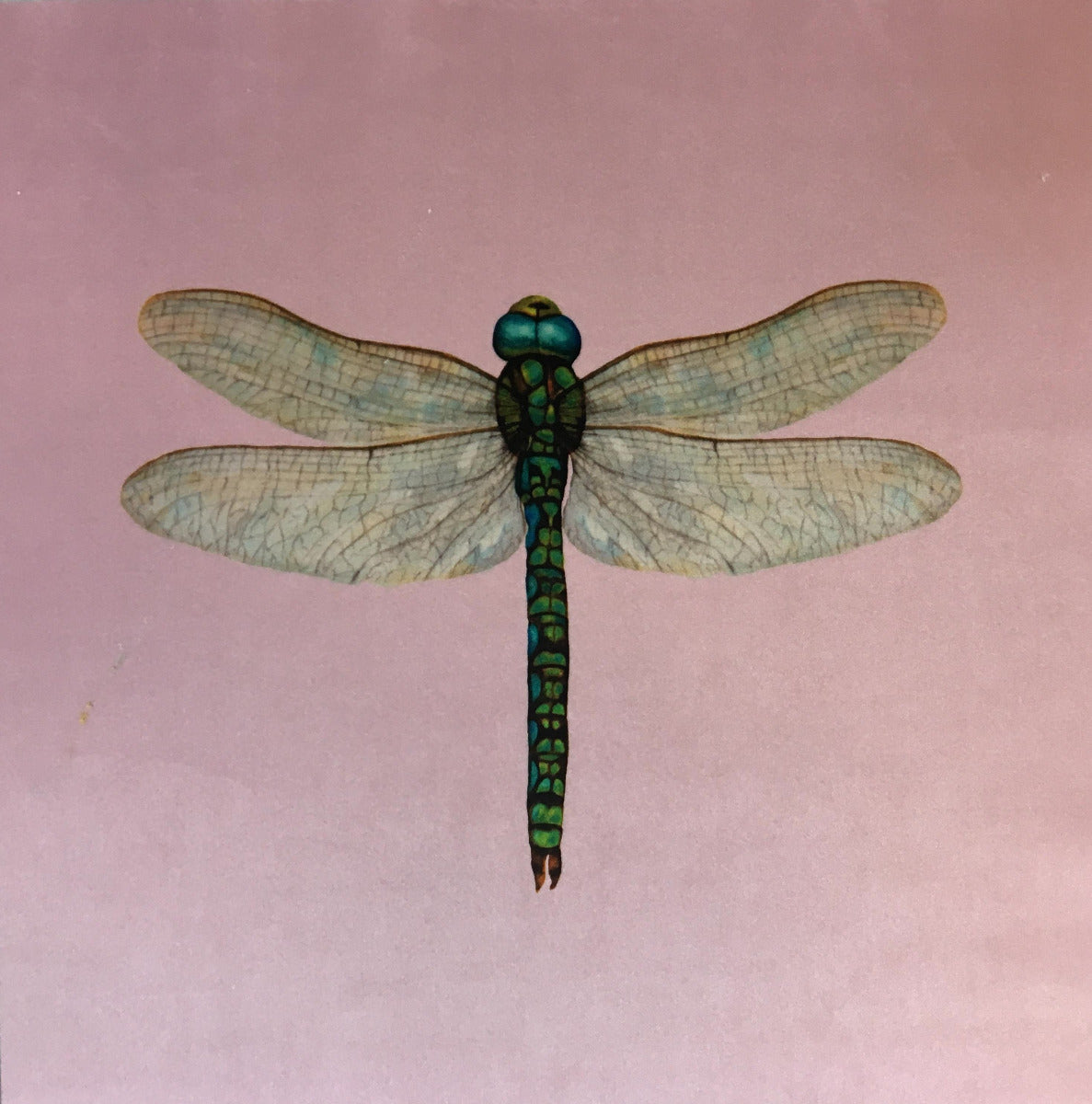 Shimmer Velvet Dragonfly Cushion Panel Blush Pink