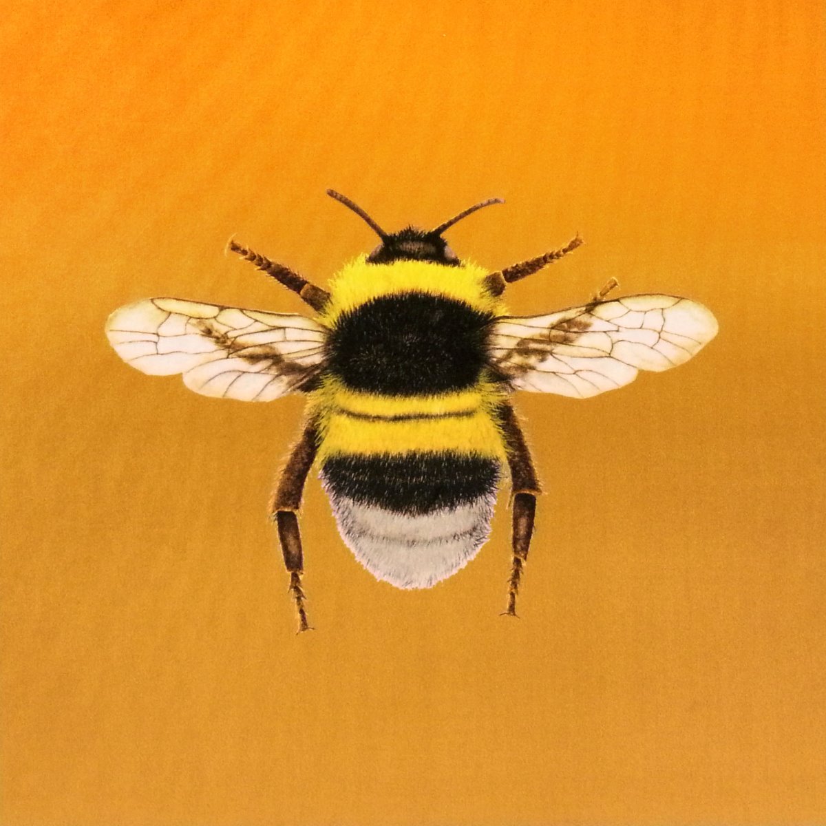 Shimmer Velvet Bumblebee Cushion Panel Gold