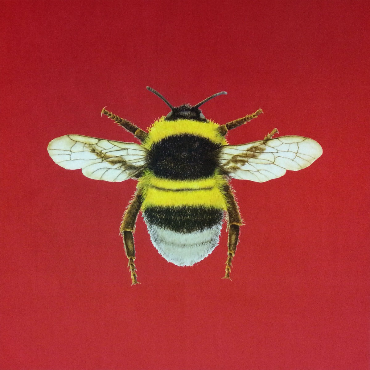 Shimmer Velvet Bumblebee Cushion Panel Strawberry