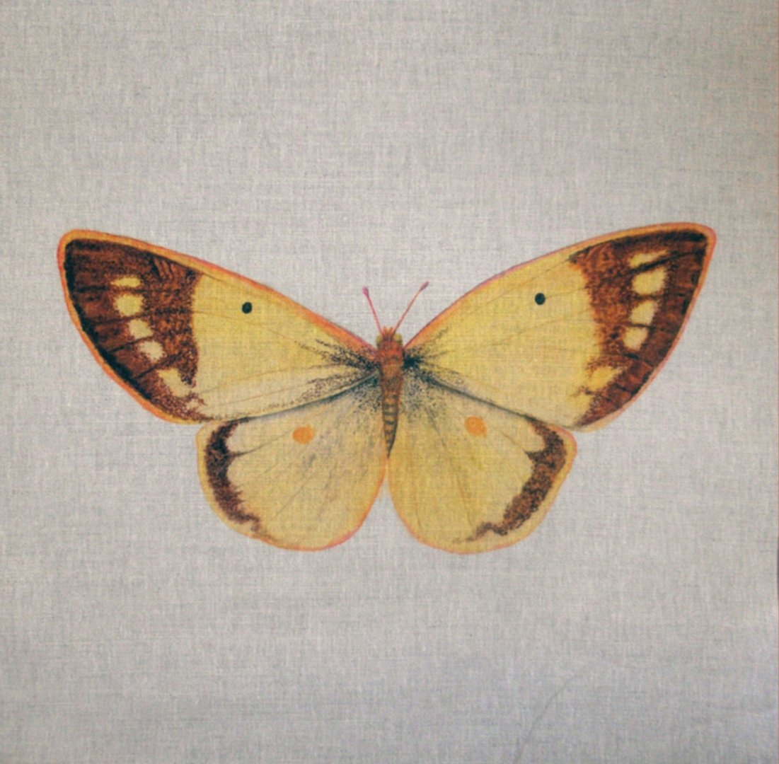 Clouded Yellow British Butterflies Cushion Panel