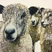 Organic Cotton Farmyard Faces Longwool Flock Natural Panel