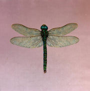 Shimmer Velvet Dragonfly Cushion Panel Blush Pink