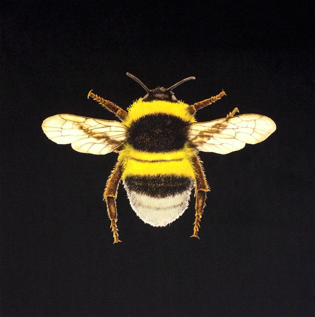 New Shimmer Velvet Bumblebee Cushion Panel Black