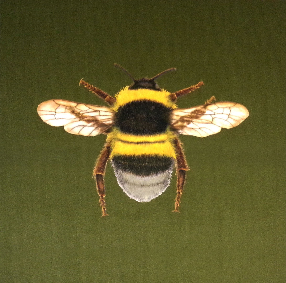 New Shimmer Velvet Bumblebee Cushion Panel Olive