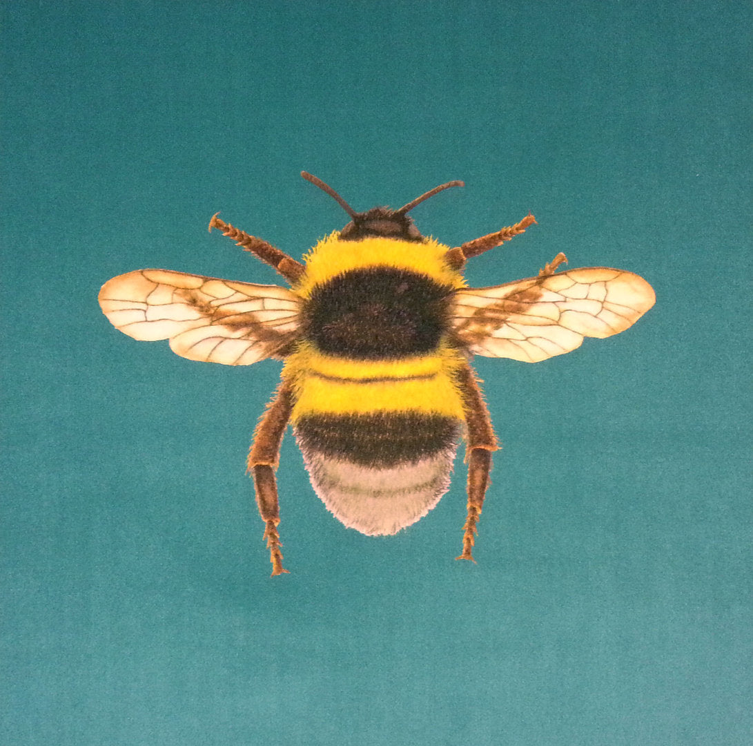 New Shimmer Velvet Bumblebee Cushion Panel Turquoise